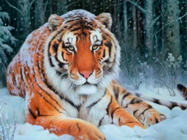 Tiger PIX-191