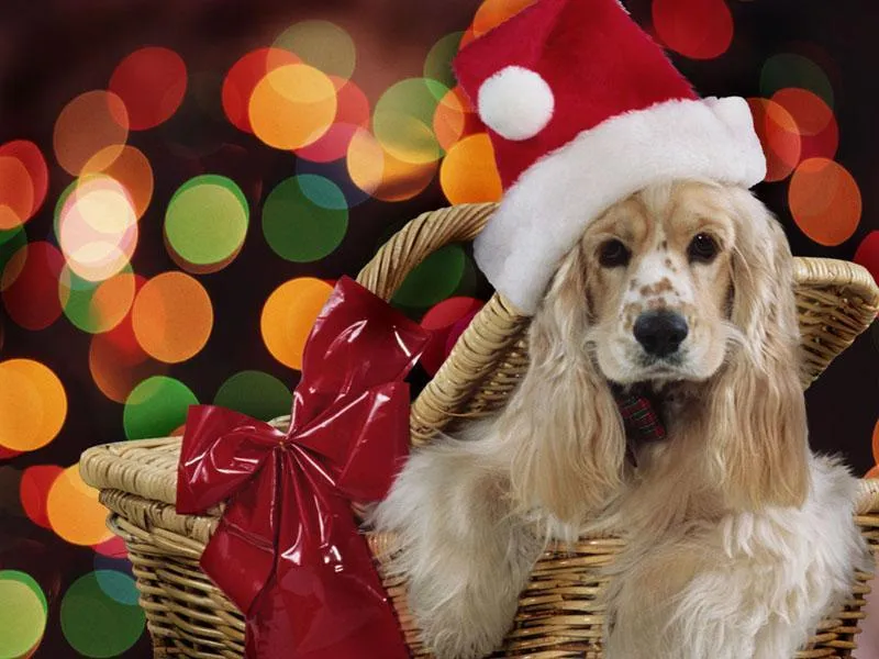Dog Christmas Toy PIX-468