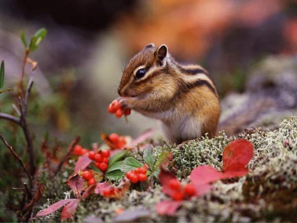Chipmunk Cute PIX-525