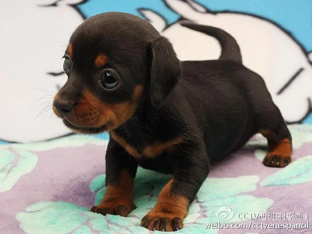 Doberman Pinscher Puppy PIX-627