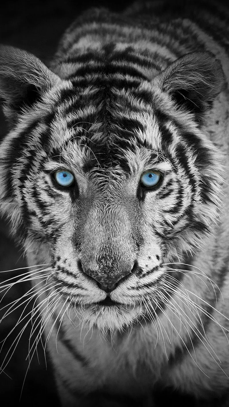 Animals PIX-2498
