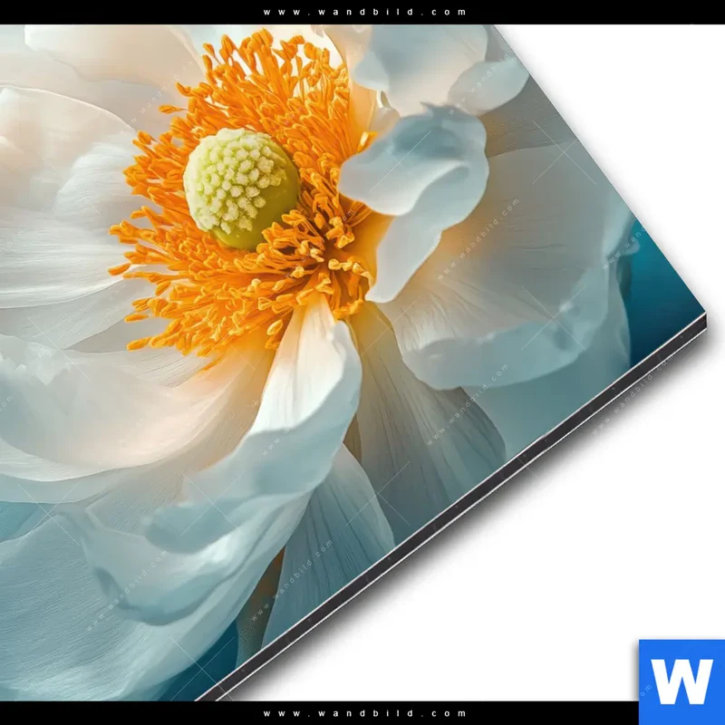Alu-Dibond Bild | Blüte im goldenen Licht | Quadrat