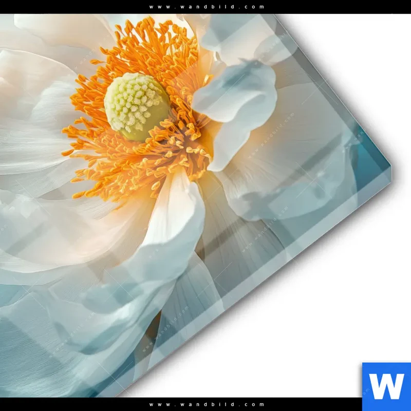 Acrylglasbild | Blüte im goldenen Licht | Quadrat