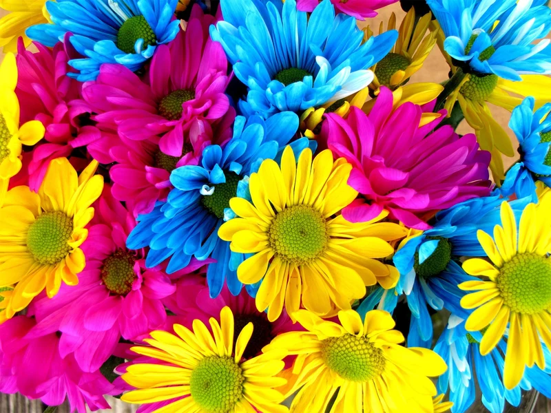 Rainbow Flowers PIX-768