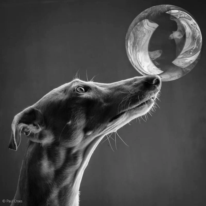 Animals PIX-2506