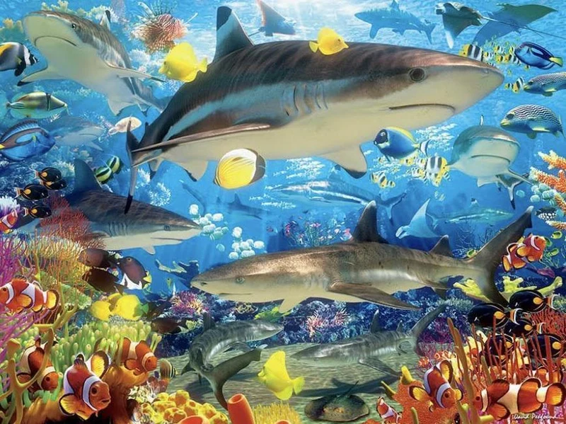 Shark Fish PIX-1312
