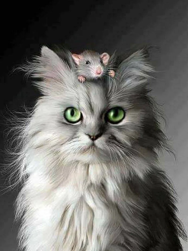 Cat PIX-1383
