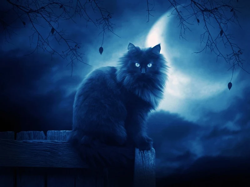 Cat PIX-1398