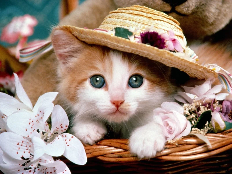 Cat PIX-1399