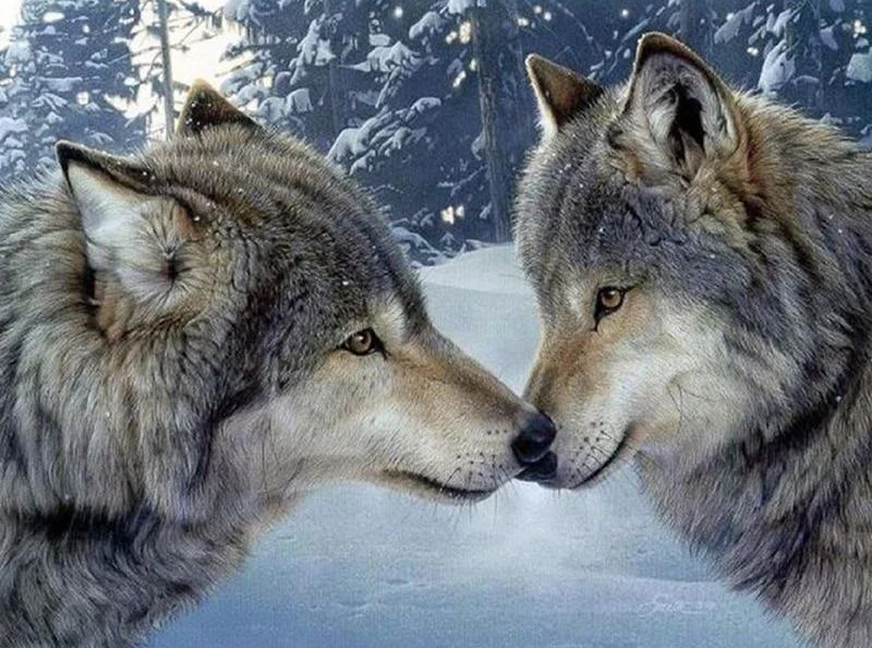 Lover Wolf PIX-51