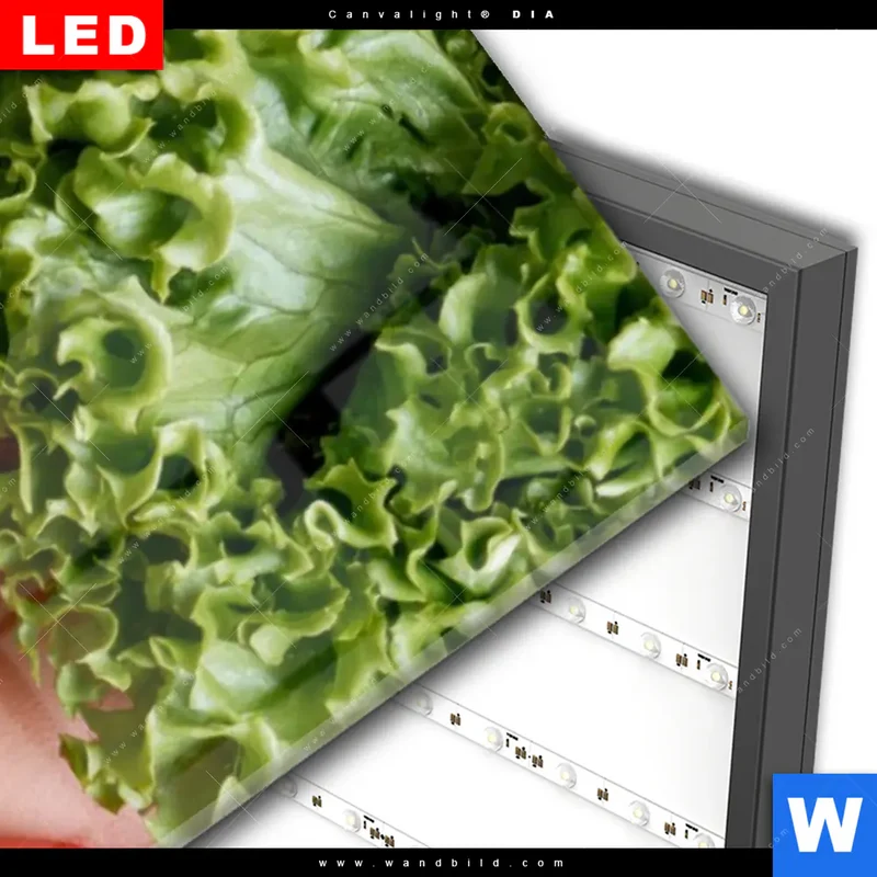 Wechselmotiv Acrylglas Canvalight® DIA | Salat Diva | Schmal