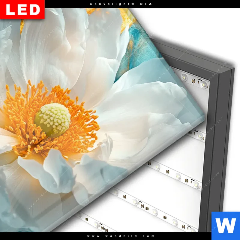 Wechselmotiv Acrylglas Canvalight® DIA | Blüte im goldenen Licht | Quadrat