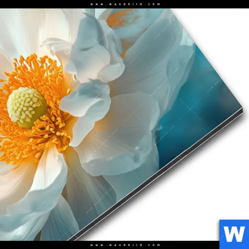 Alu-Dibond Bild | Blüte im goldenen Licht | Querformat