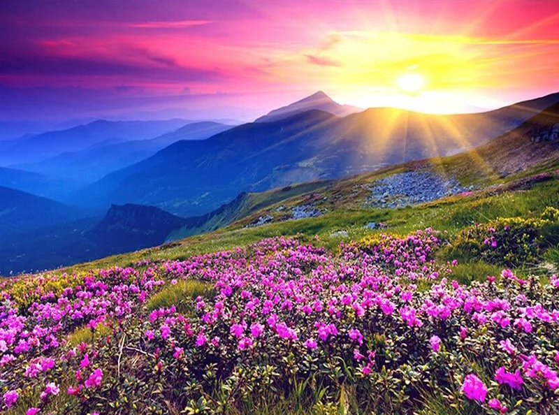 Landscape Sunrise And Purple Flower PIX-108