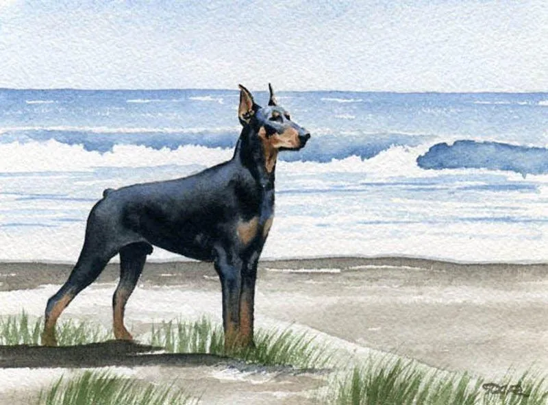 Doberman Pinscher Beach PIX-623