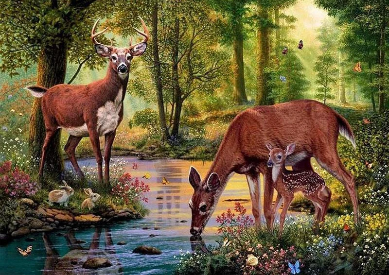 Deer in the forest drinking water PIX-44