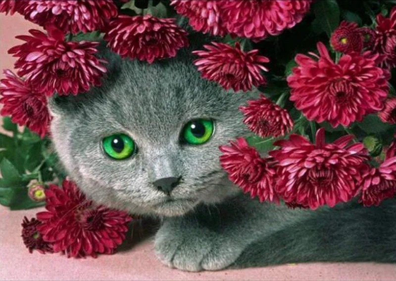 Cat PIX-1336