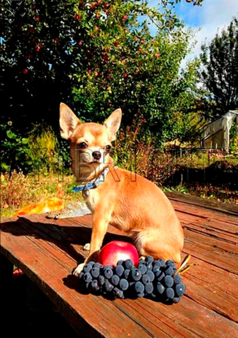 Dog Apple And Grape PIX-404