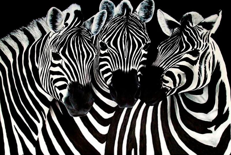 Animal Zebra PIX-229