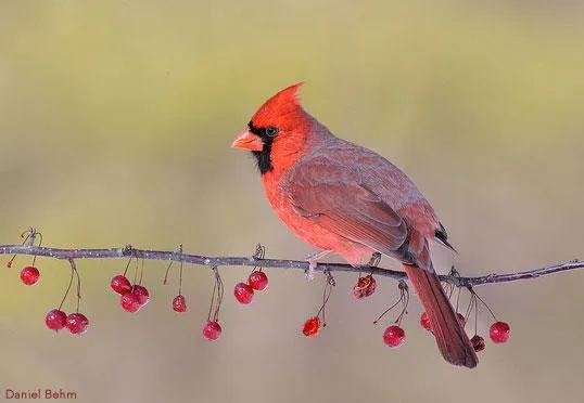 Cardinal Tree PIX-534