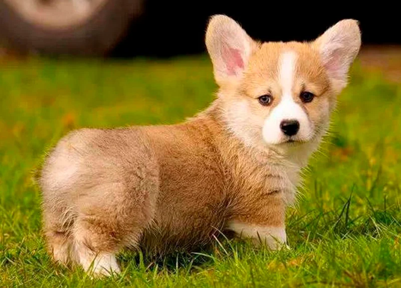 Corgi Dog PIX-609