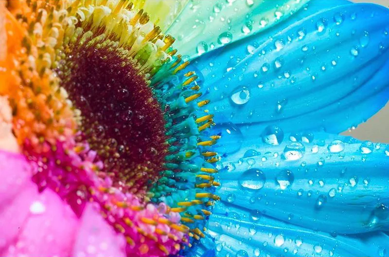 Colorful Sunflowers PIX-70