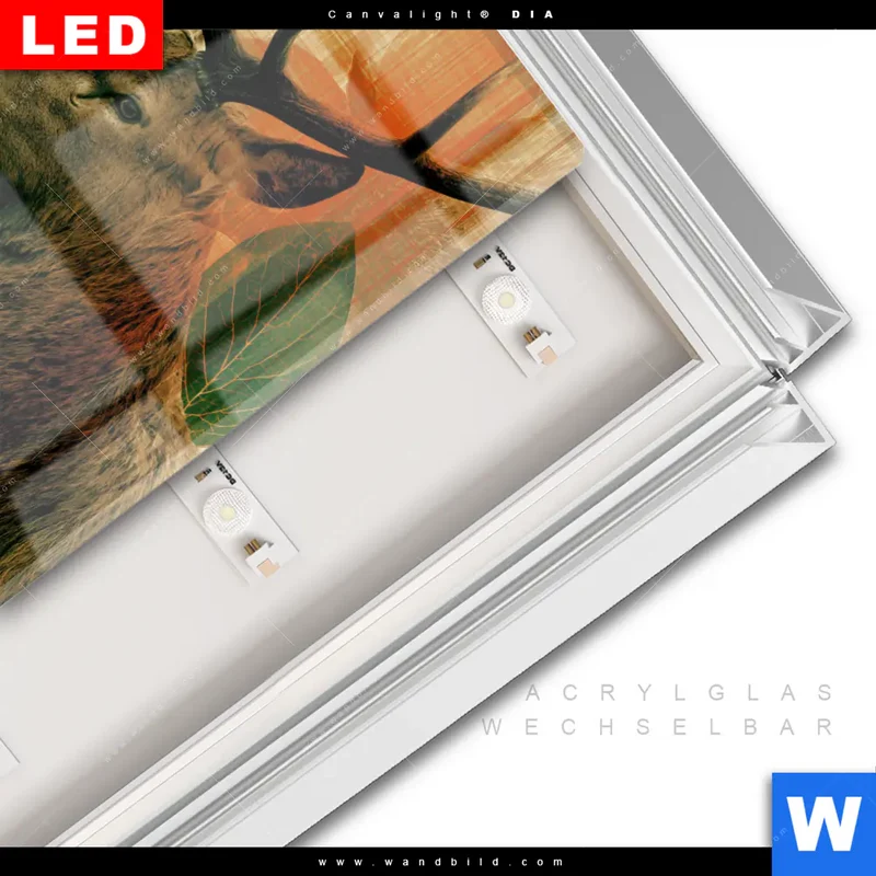 Leuchtbild Acrylglas Canvalight® DIA | Hirsch - Waldkönig in Herbstfarben | Quadrat