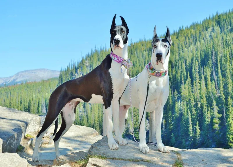 Great Dane Love PIX-1180