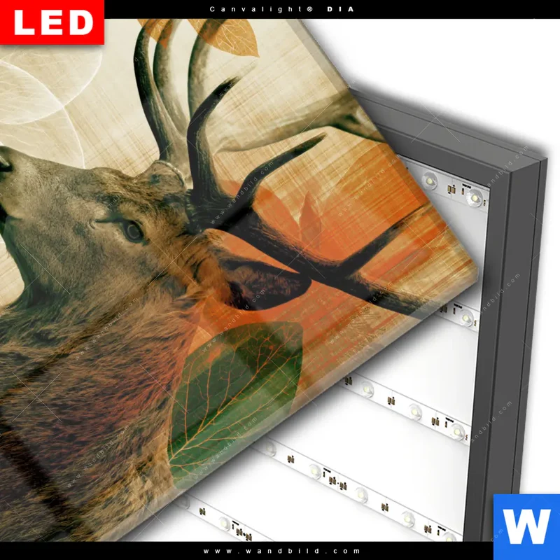 Wechselmotiv Acrylglas Canvalight® DIA | Hirsch - Waldkönig in Herbstfarben | Quadrat