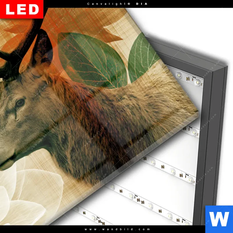 Wechselmotiv Acrylglas Canvalight® DIA | Hirsch - Waldkönig in Herbstfarben | Querformat
