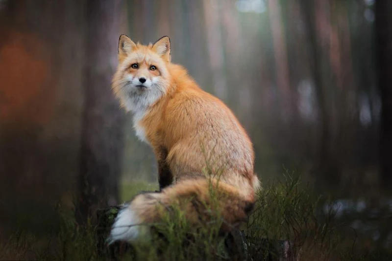 Fox Night Forest PIX-366