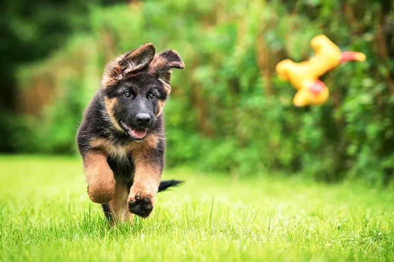 German Shepherd Puppy PIX-379