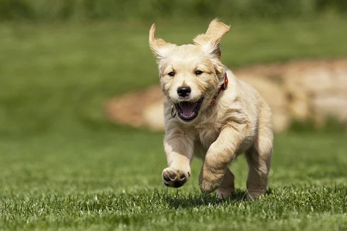 Golden Retriever Puppies PIX-381