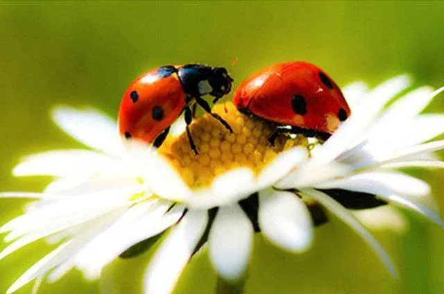 Cute Ladybugs PIX-514