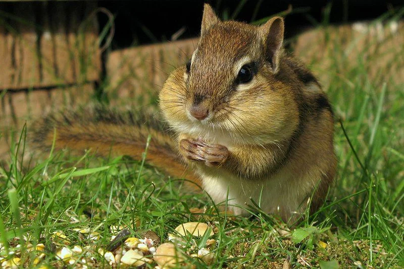 Chipmunk Eat PIX-524