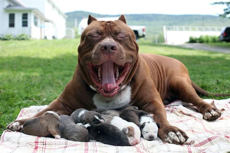 Pitbull Mom PIX-565