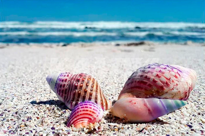 Rainbow Seashells Needlework PIX-587