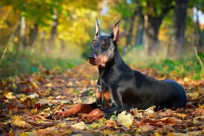 Doberman Park PIX-628