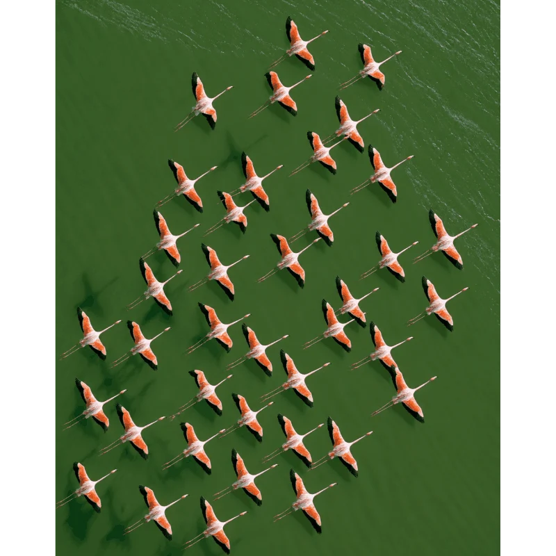Flamingos von oben