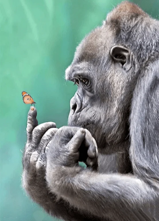 Gorilla bestaunt Schmetterling auf seinem Finger - 5D DIY Diamond Painting