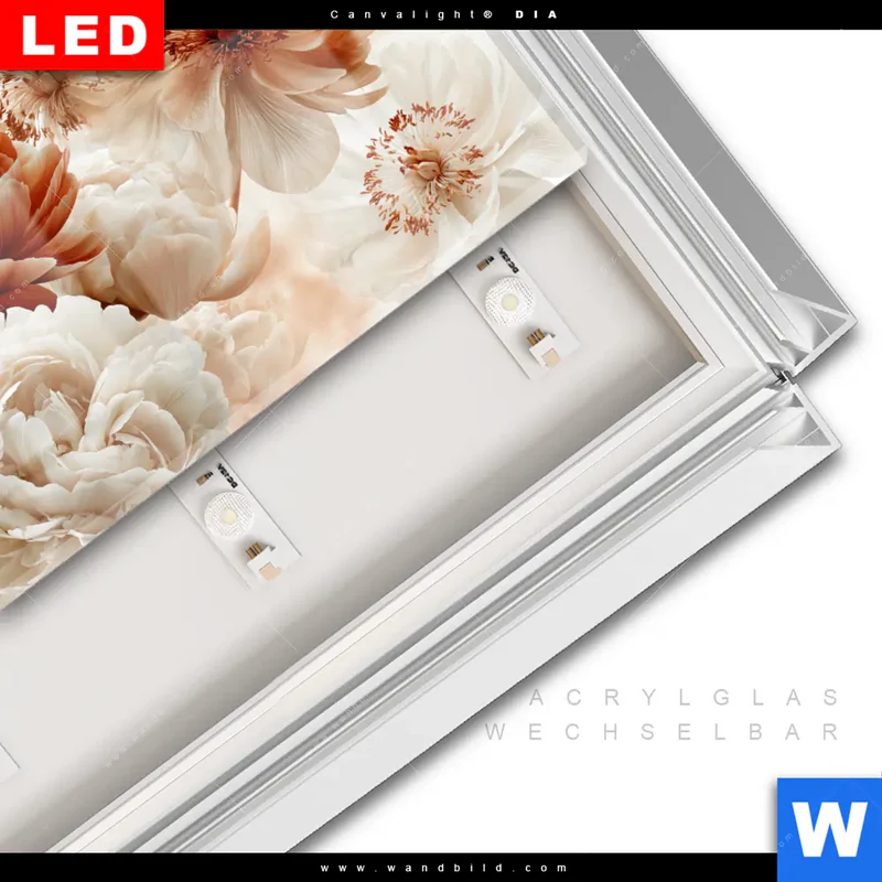 Leuchtbild Acrylglas Canvalight® DIA | Pfingstrosen im Morgenlicht | Querformat