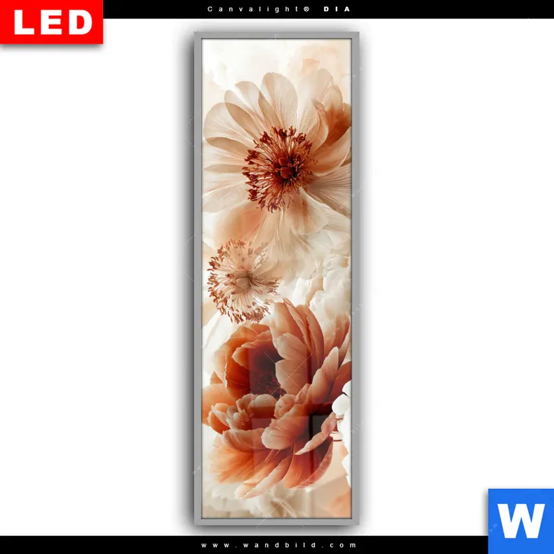 Leuchtbild Acrylglas Canvalight® DIA | Pfingstrosen im Morgenlicht | Schmal