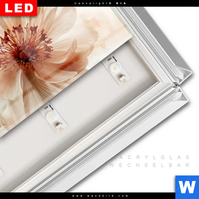 Leuchtbild Acrylglas Canvalight® DIA | Pfingstrosen im Morgenlicht | Schmal