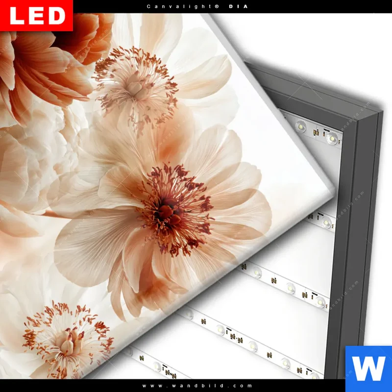 Wechselmotiv Acrylglas Canvalight® DIA | Pfingstrosen im Morgenlicht | Quadrat