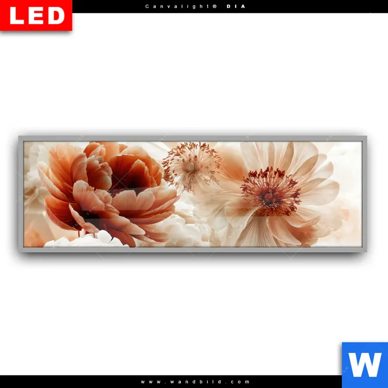 Leuchtbild Acrylglas Canvalight® DIA | Pfingstrosen im Morgenlicht | Panorama