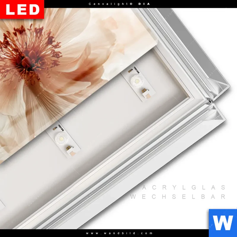Leuchtbild Acrylglas Canvalight® DIA | Pfingstrosen im Morgenlicht | Panorama