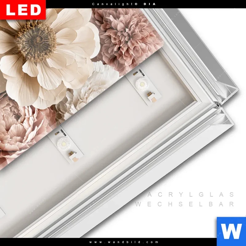 Leuchtbild Acrylglas Canvalight® DIA | Rosé Garden | Quadrat