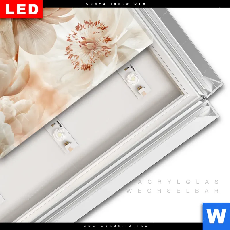 Leuchtbild Acrylglas Canvalight® DIA | Pfingstrosen im Morgenlicht | Hochformat