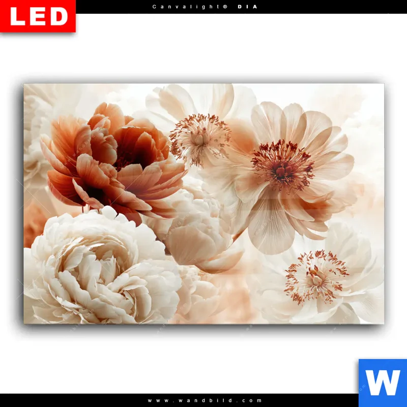 Wechselmotiv Acrylglas Canvalight® DIA | Pfingstrosen im Morgenlicht | Querformat