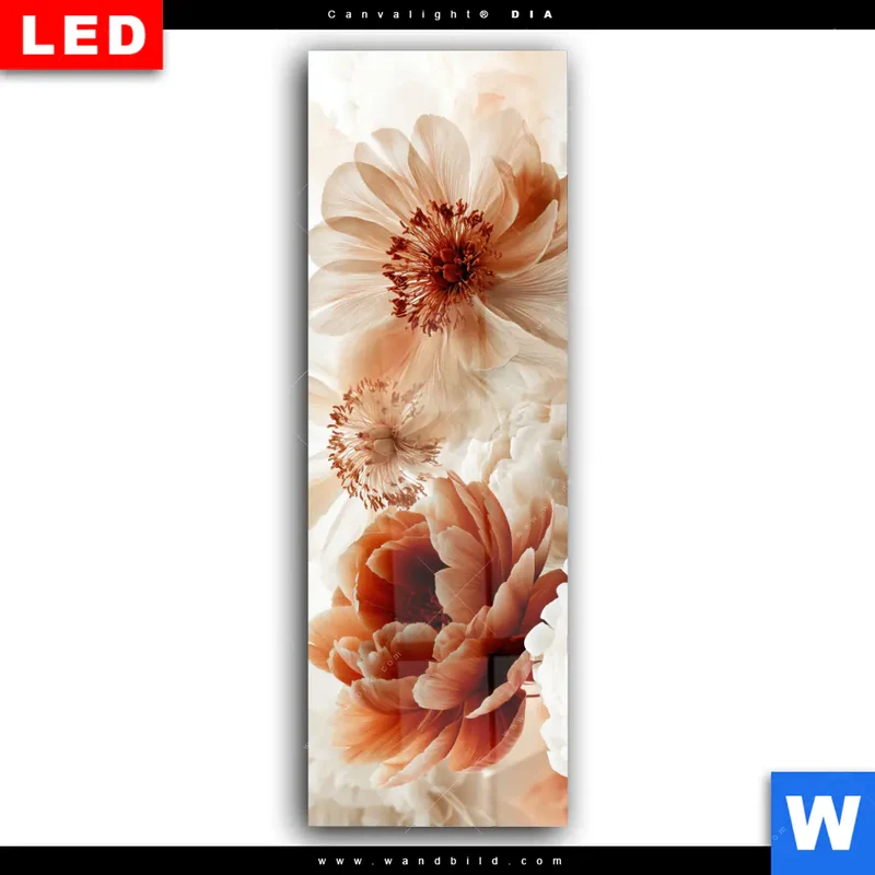 Wechselmotiv Acrylglas Canvalight® DIA | Pfingstrosen im Morgenlicht | Schmal